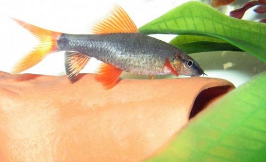 彩虹鯊的簡介-彩虹鯊的體型特徵