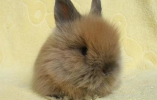 猫猫兔仔兔的管理-猫猫兔幼兔的飼養管理