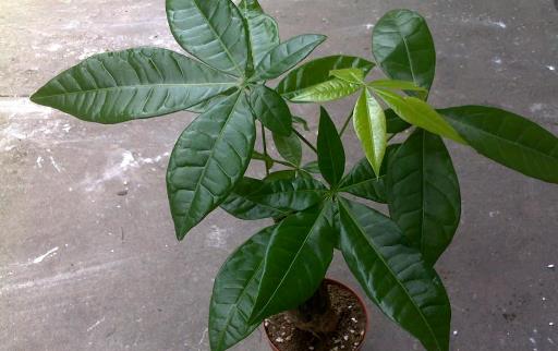 室內觀葉植物種類多差异大觀葉植物的常見問題診治