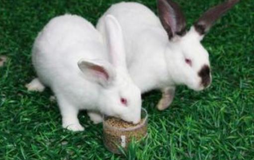 伊拉兔的簡介伊拉兔是什麼？