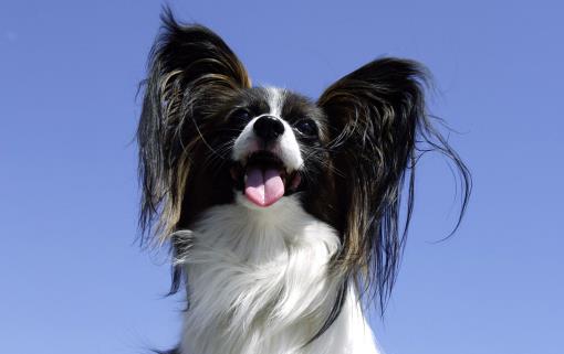 女生適合養的寵物狗推薦幾個適合女性飼養的寵物狗