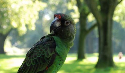 賈丁氏鸚鵡的飼養方法賈丁氏鸚鵡的繁殖方法