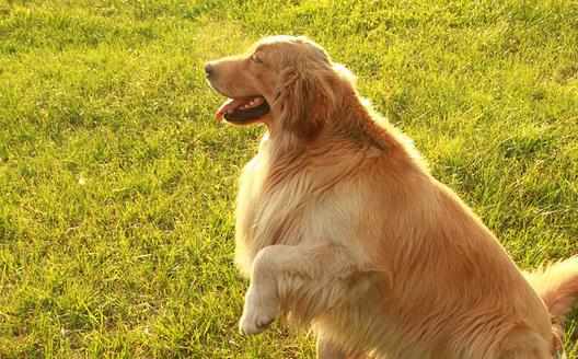 家庭常備寵物藥箱給狗狗喂藥的小技巧