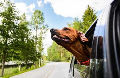 如何帶狗坐車訓練狗不暈車方法