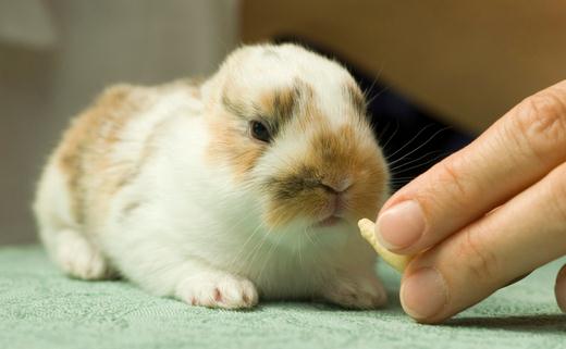 迷你兔的簡介-迷你兔是什麼？