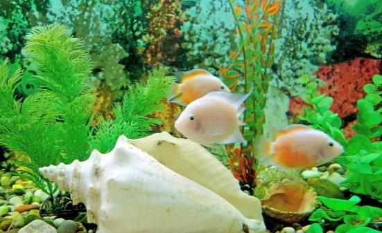 家中放魚缸有利於身體健康給養魚新手的一些建議