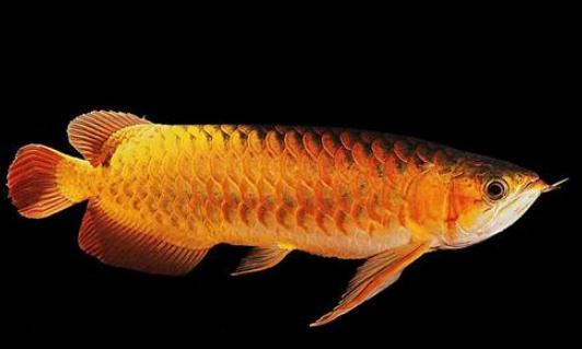 黑龍怎麼養？黑龍的飼養環境