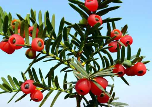 紅豆杉對家居環境的影響-紅豆杉的作用