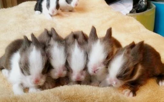 猫猫兔的簡介-猫猫兔是什麼兔子？