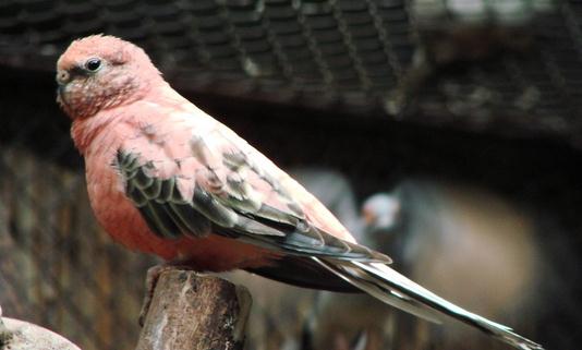 伯克氏鸚鵡的產地伯克氏鸚鵡的簡介