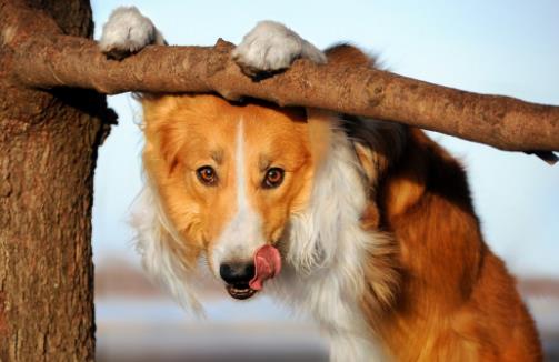 狗晚上能看見東西嗎狗狗的視力怎麼樣
