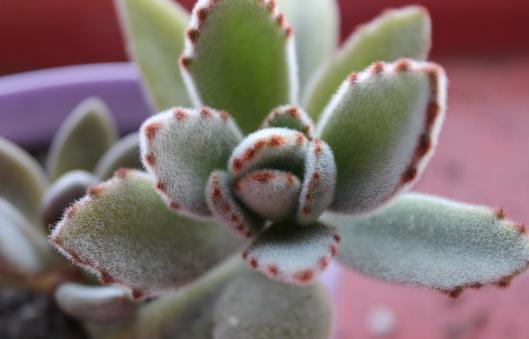 月兔耳的養殖方法-月兔耳是什麼?