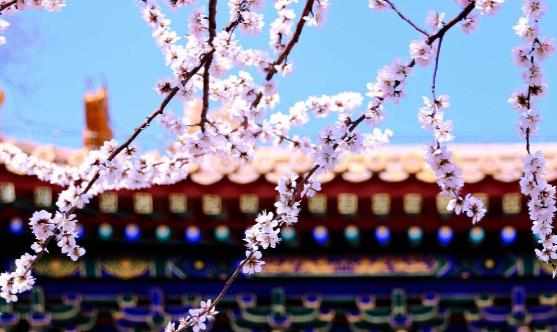 踏青賞花正當時賞花惹過敏六招防治過敏