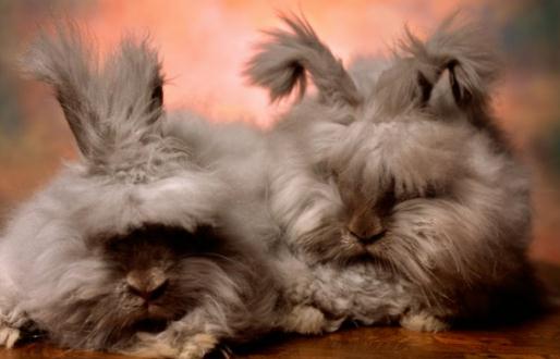 英國安哥拉兔的產地英國安哥拉兔的來源