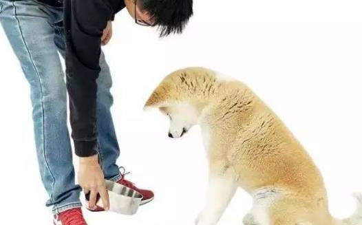 封锁狗撲人的妙招用最少的時間和精力解决狗撲人