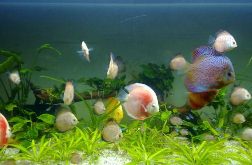 七彩神仙魚的風水學應用有哪些？