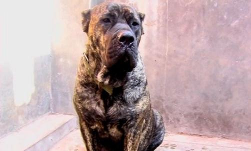 加納利犬多少錢能買到？加納利犬怎麼養？