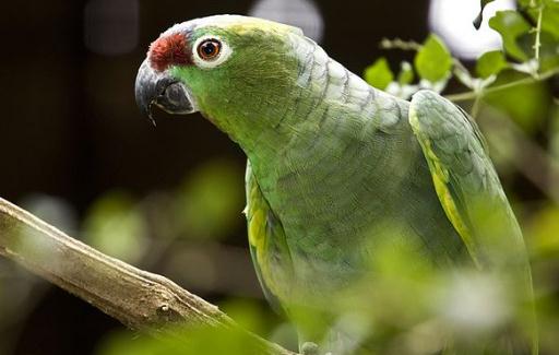 紅額鸚鵡的飼養方法紅額鸚鵡的價格