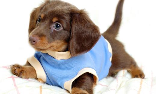 狗狗行為看上去奇怪，其實是在表達對我們的愛