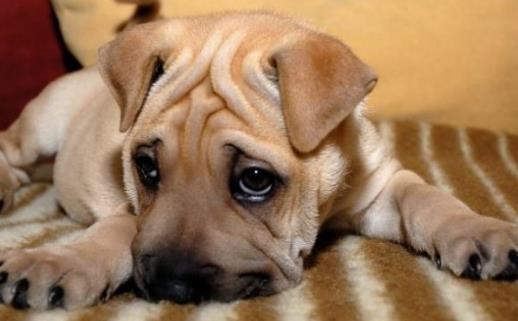 給小狗打疫苗應選對時間窗打疫苗是不能省略的