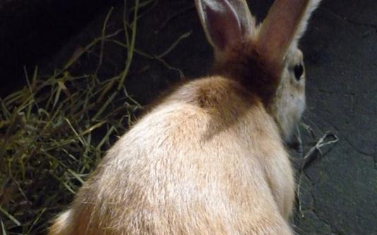 太行山兔產自哪裡？太行山兔主要在哪裡？