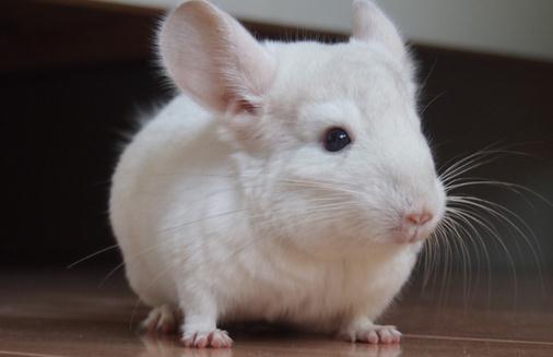 粉白龍貓的簡介-粉白龍貓的飼養環境