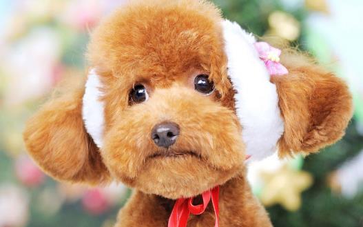 三個月的泰迪怎麼養養泰迪必須具備的條件