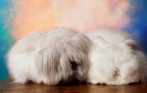 法國安哥拉兔怎麼養？法國安哥拉兔的價格