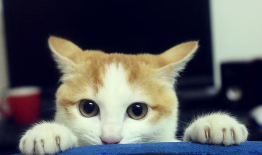 生活無趣？來學習養好一隻猫咪吧！