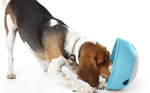 狗狗們挑食厭食的原因避免狗挑食的解決方法