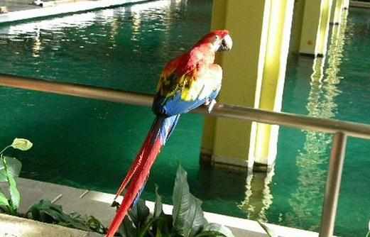 金領金剛鸚鵡的飼養方法金領金剛的鸚鵡價格