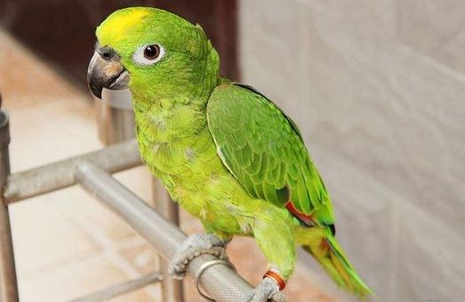 黃冠亞馬遜鸚鵡飼養方法黃冠亞馬遜鸚鵡的價格