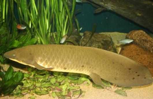 澳洲肺魚的簡介-澳洲肺魚的特徵