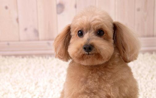 哪些寵物易攜帶沙門氏菌？