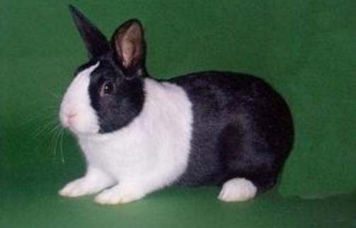 英國斑點兔的簡介英國斑點兔的價格