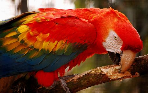 紅肩金剛鸚鵡的價格紅肩金剛鸚鵡的飼養方法