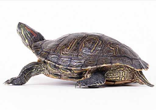 烏龜不吃食的原因-怎麼喂烏龜？