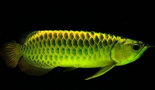 冬季將至龍魚在飼育及疾病預防需注意什麼