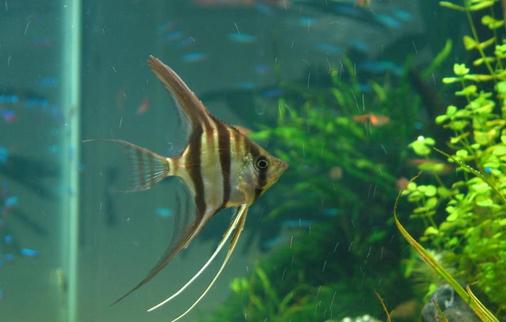 玻璃神仙魚的簡介-玻璃神仙魚的品種區分