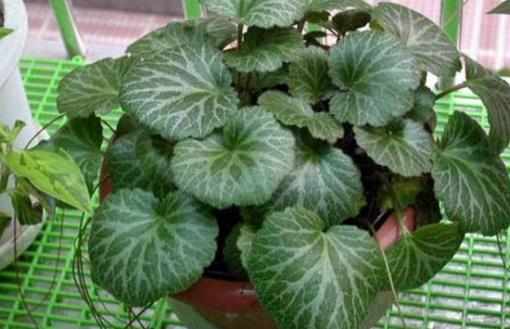 室內觀葉植物種類多差异大觀葉植物的常見問題診治