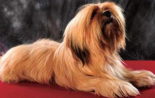 長不大又好養的狗狗品種小型寵物狗品種推薦