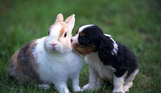 塔里木兔的兔籠應該如何選擇？