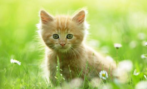 如何訓練猫咪排泄習慣