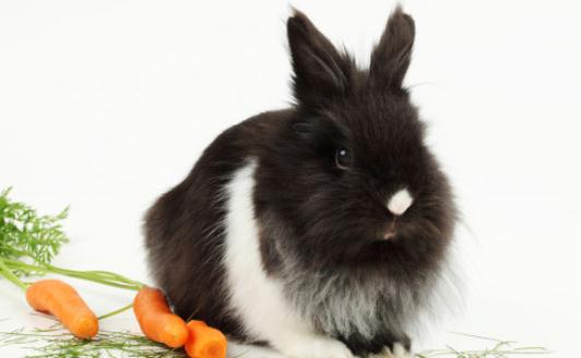 獅子頭兔的護理知識有哪些？