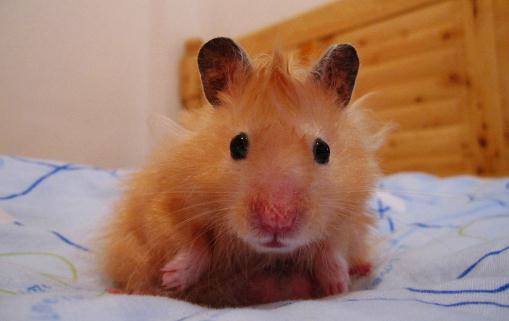 西施熊的特徵-西施熊的簡介