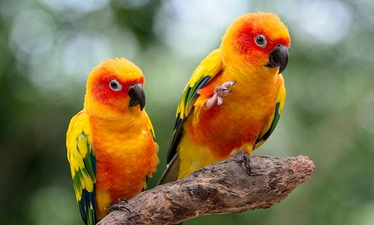 太陽錐尾鸚鵡的飼養方法太陽錐尾鸚鵡的價格