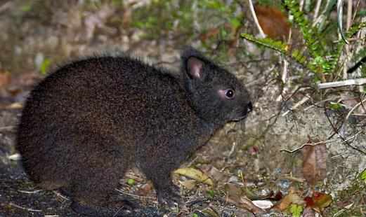 琉球兔怎麼養？琉球兔吃什麼？