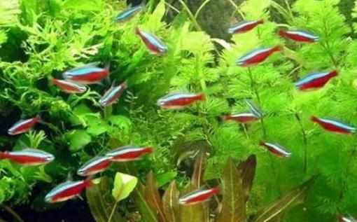 紅綠燈魚的飼養環境-紅綠燈魚怎麼養？