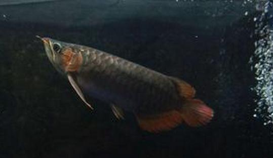 尖嘴青龍魚的品相標準-尖嘴青龍魚怎麼養？