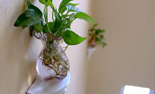 綠蘿是什麼?綠蘿的自我介紹